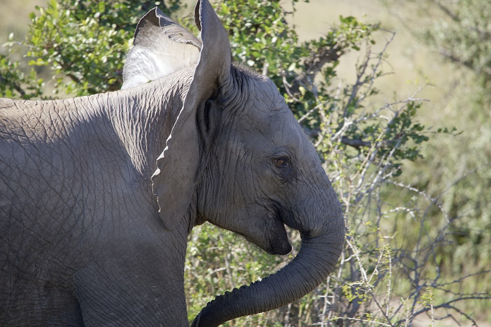 an elephant standing in a field with trees in the background