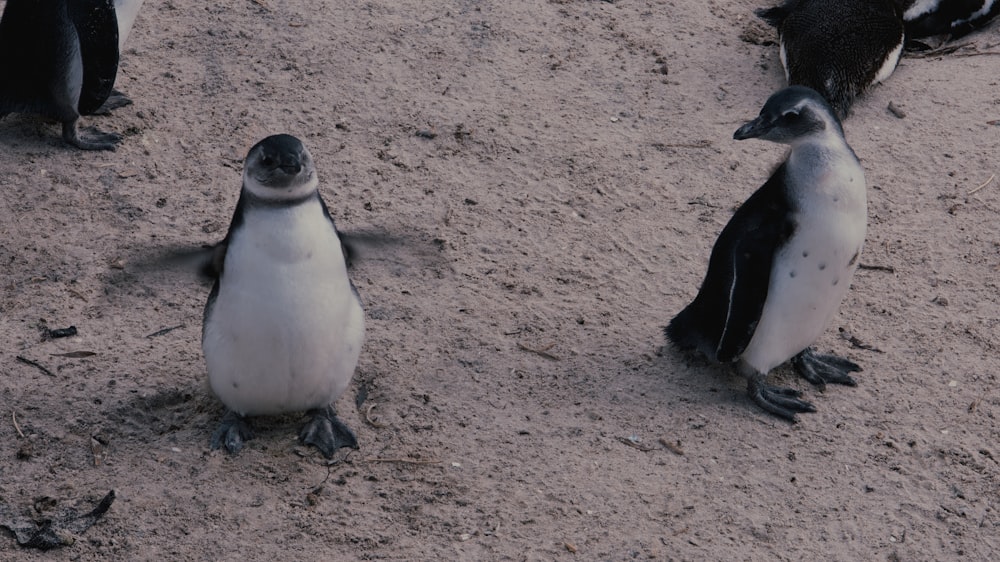 隣同士に立っているペンギンのグループ