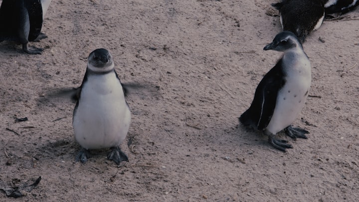 Surprise! New England Aquarium Has a Brand New Penguin Chick!