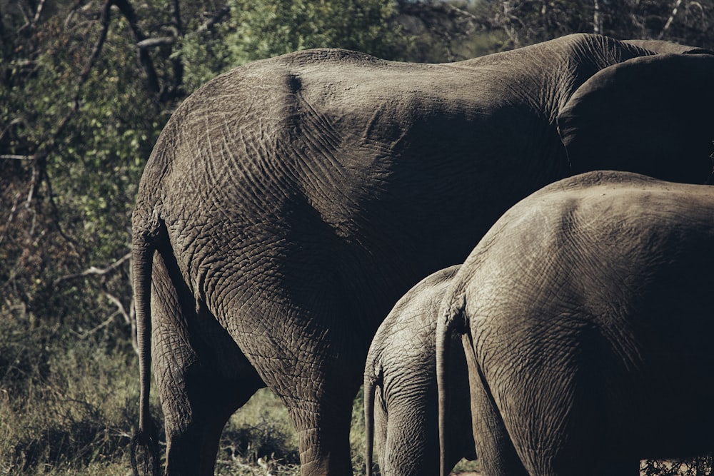 eine Gruppe von Elefanten, die nebeneinander stehen