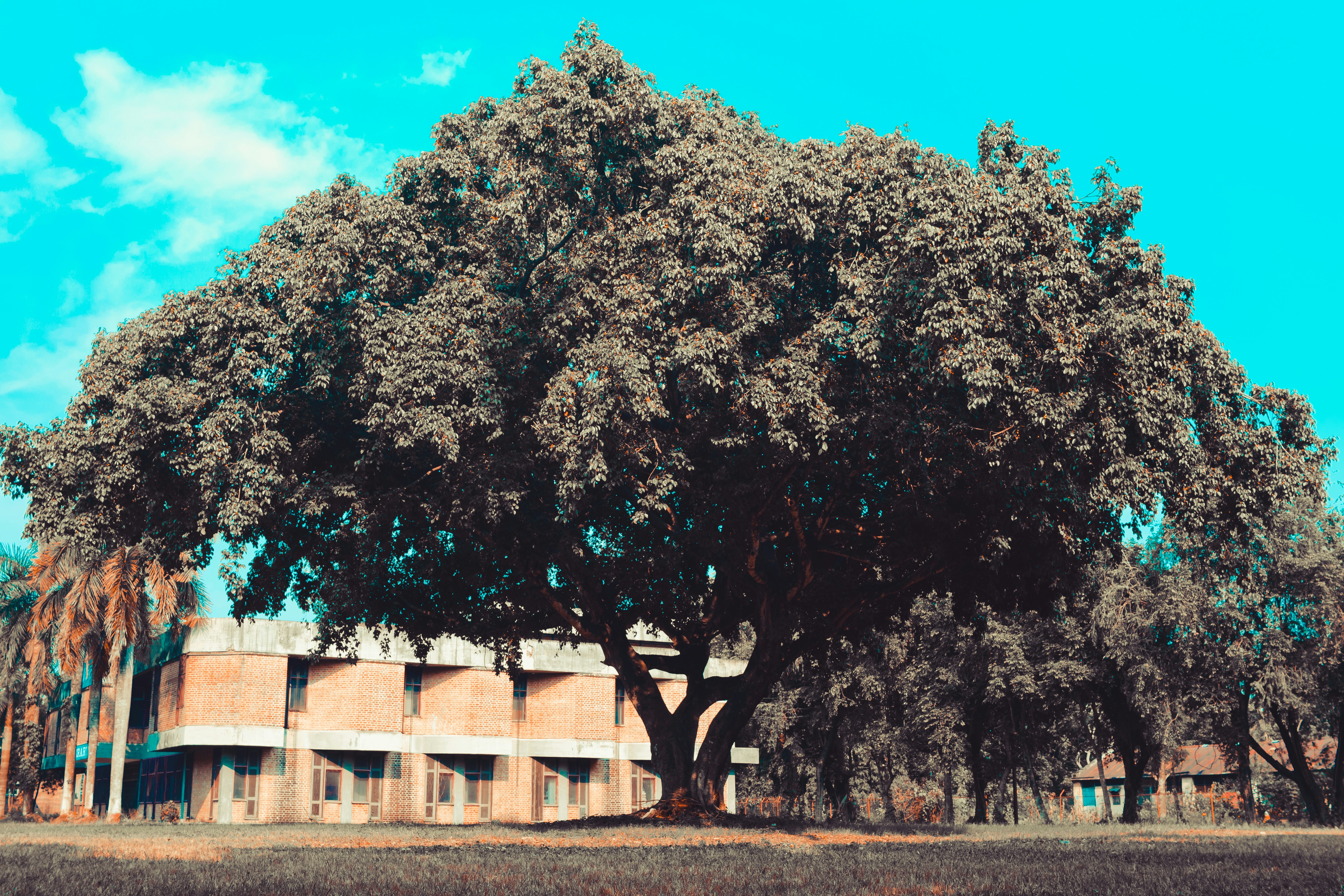 a large tree in front of a building