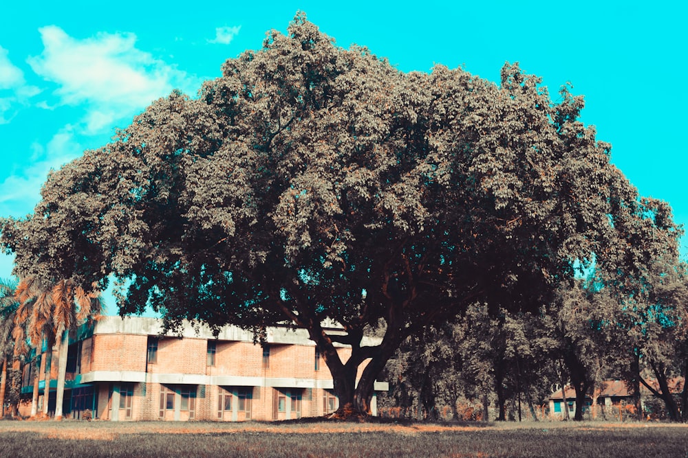 a large tree in front of a building