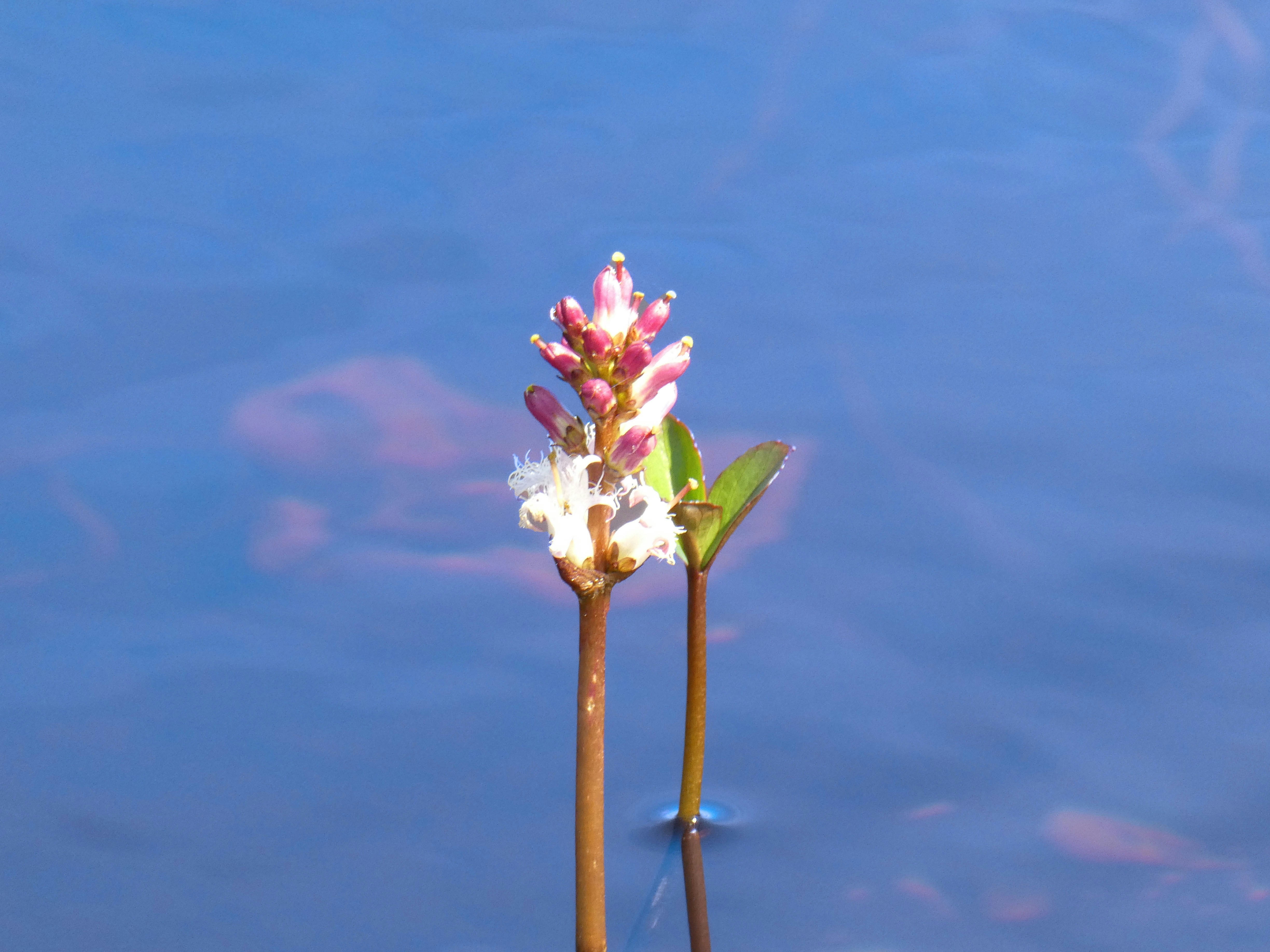 a couple of flowers that are in the water