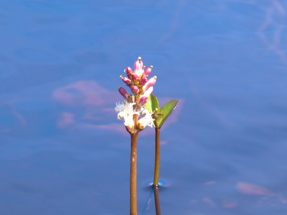 a couple of flowers that are in the water