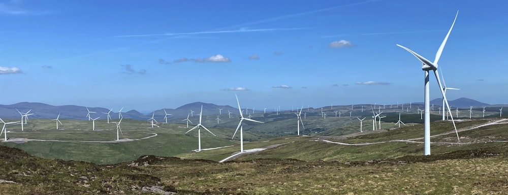 a bunch of windmills that are in the grass