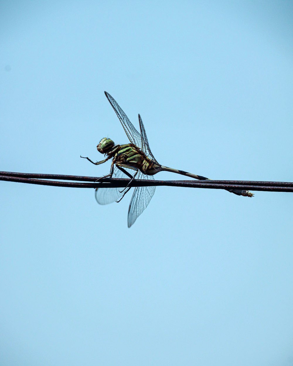 a dragon flys across the sky on a wire