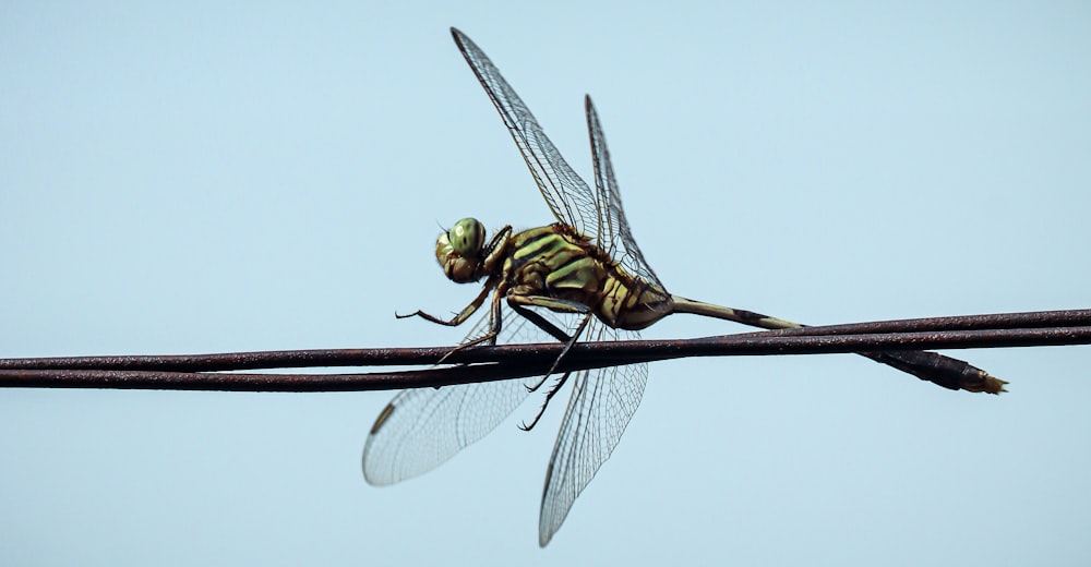 a dragonfly sitting on a wire with a sky background
