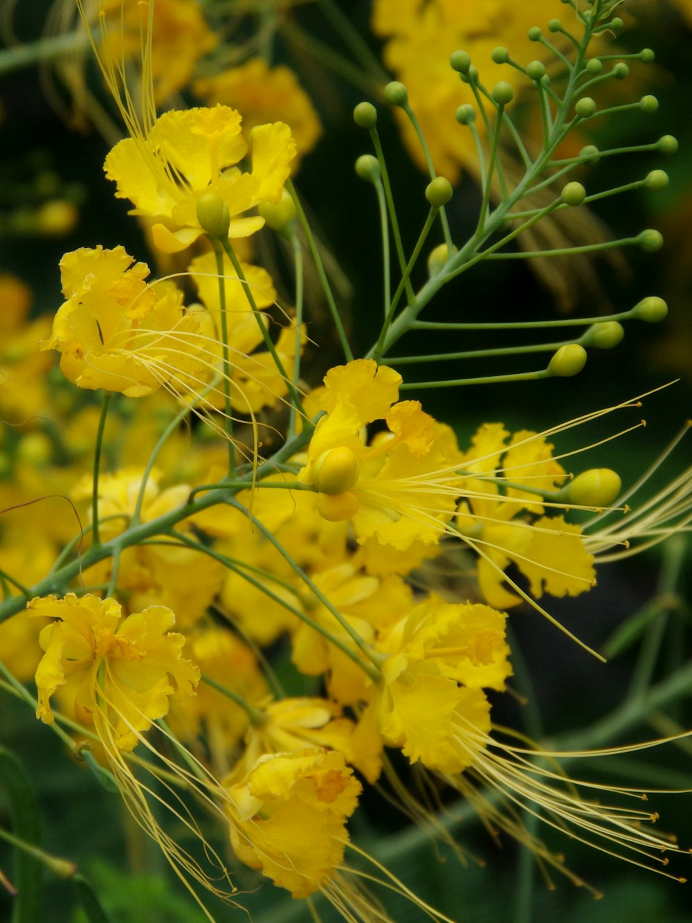 a close up of a bunch of yellow flowers