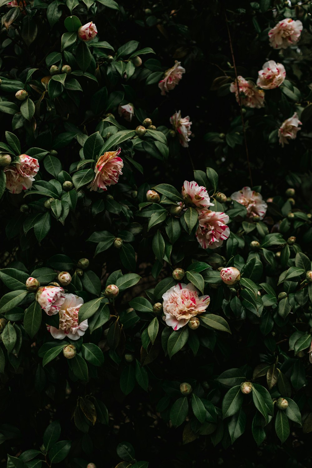 a bush with pink flowers and green leaves