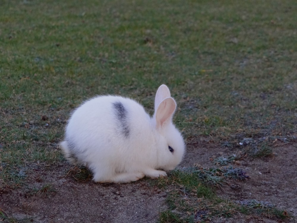 a white rabbit sitting on top of a grass covered field