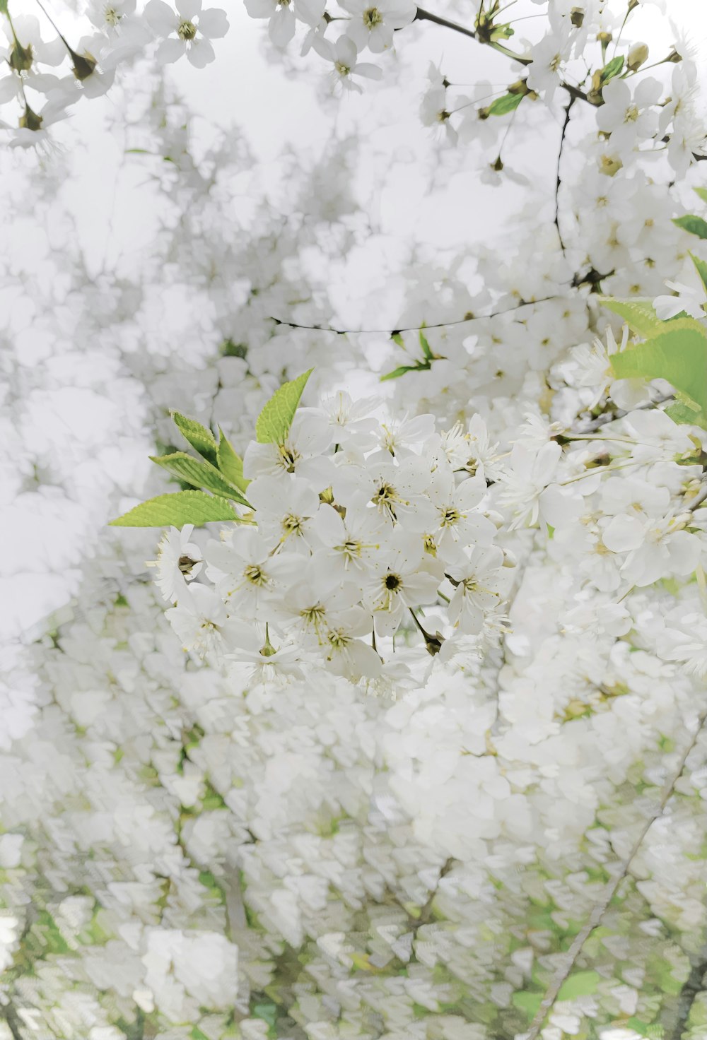 a bunch of white flowers on a tree