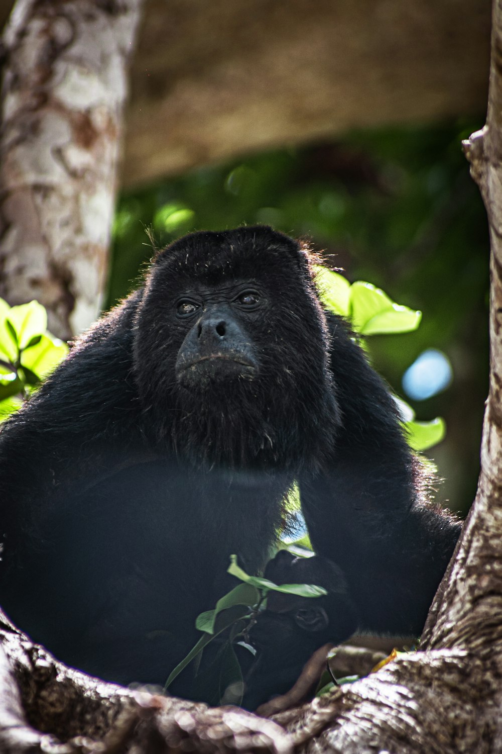 a bear that is sitting on the branch of a tree