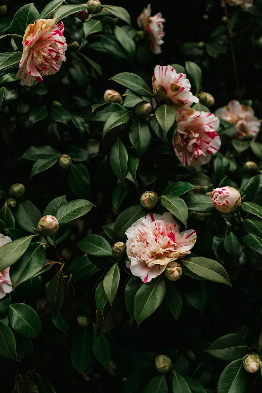 a bush with pink flowers and green leaves