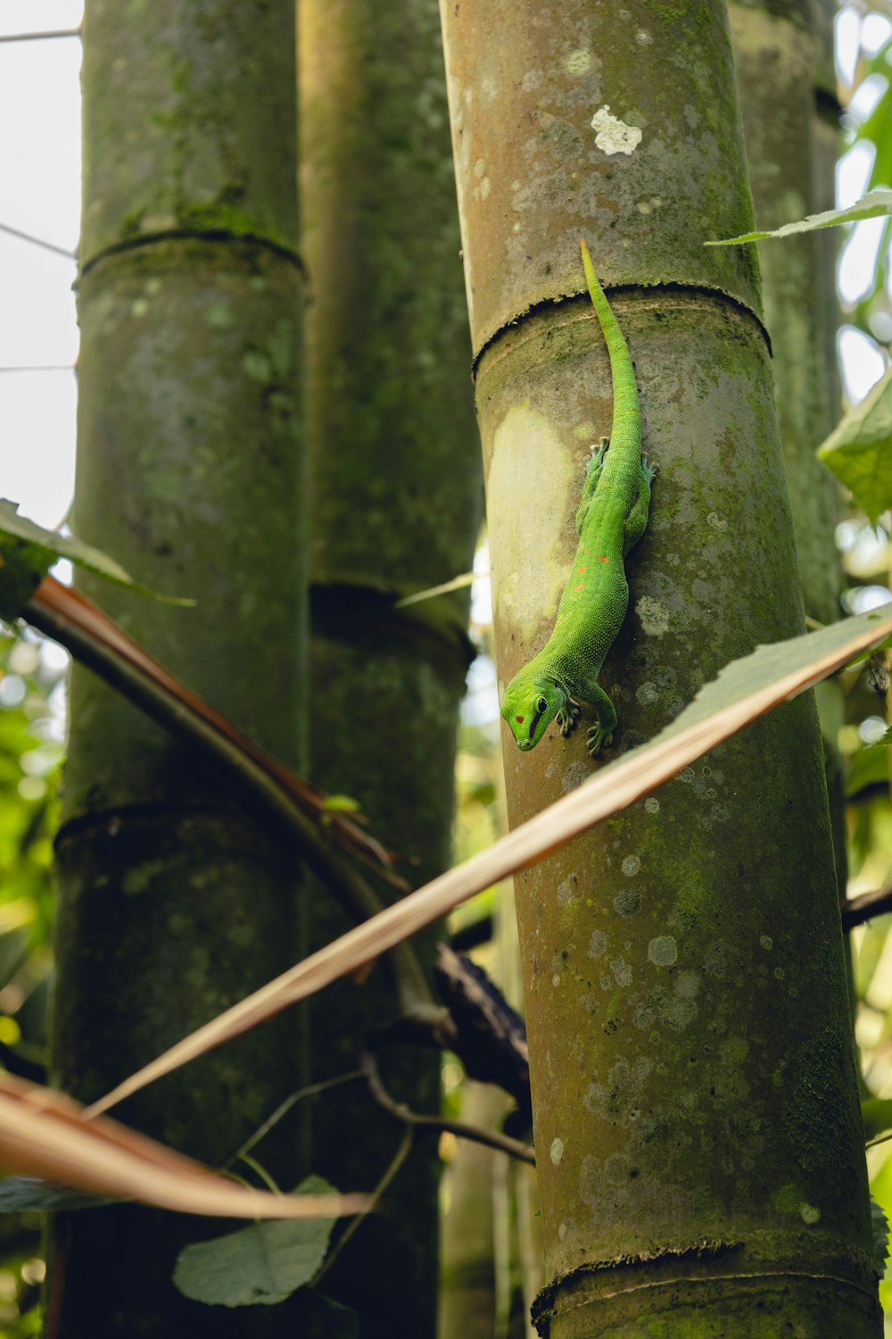 a green lizard climbing up the side of a tree