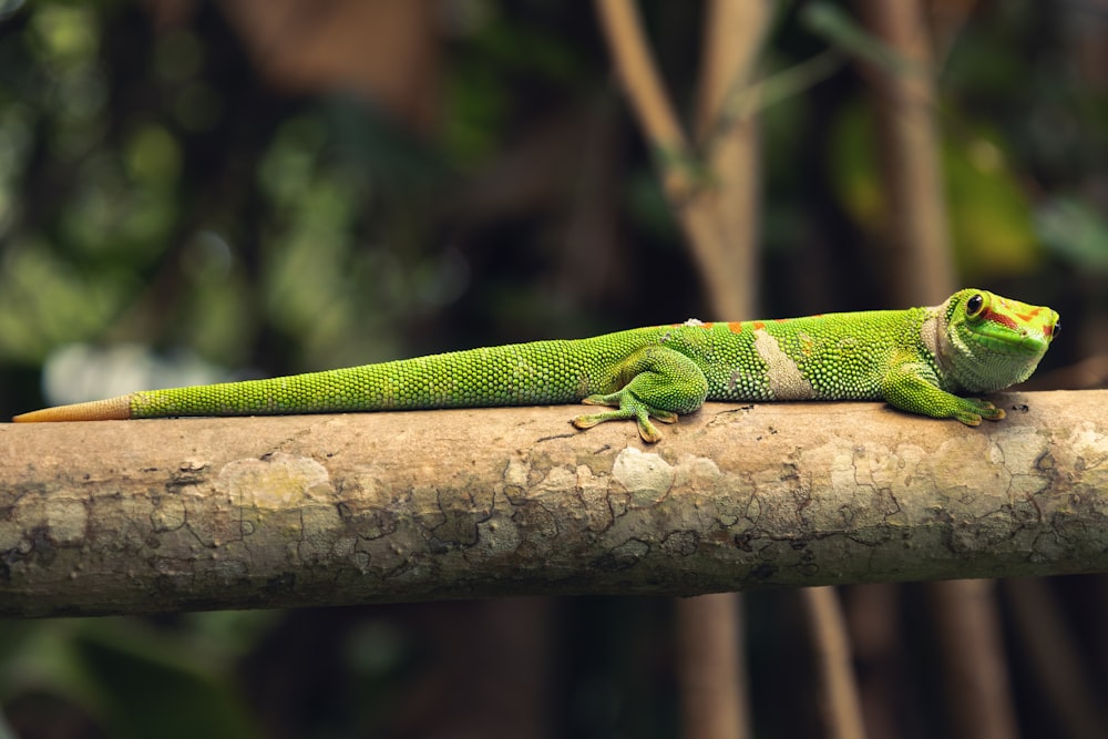 um lagarto verde sentado em cima de um galho de árvore