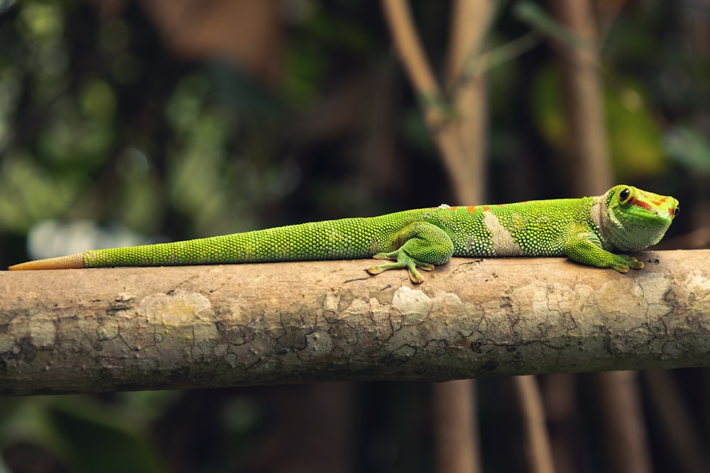 a green lizard sitting on top of a tree branch