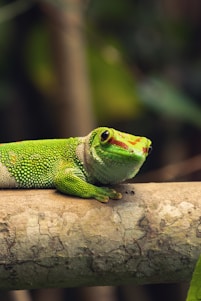Close-up of a vibrant gecko resting on a textured branch in natural light