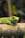 A vibrant green gecko perched on a branch in natural light.