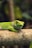 A vibrant green gecko perched on a branch in natural light.
