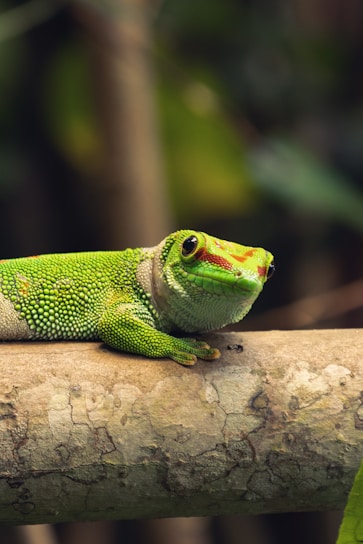 Close-up of a vibrant gecko resting on a textured branch in natural light