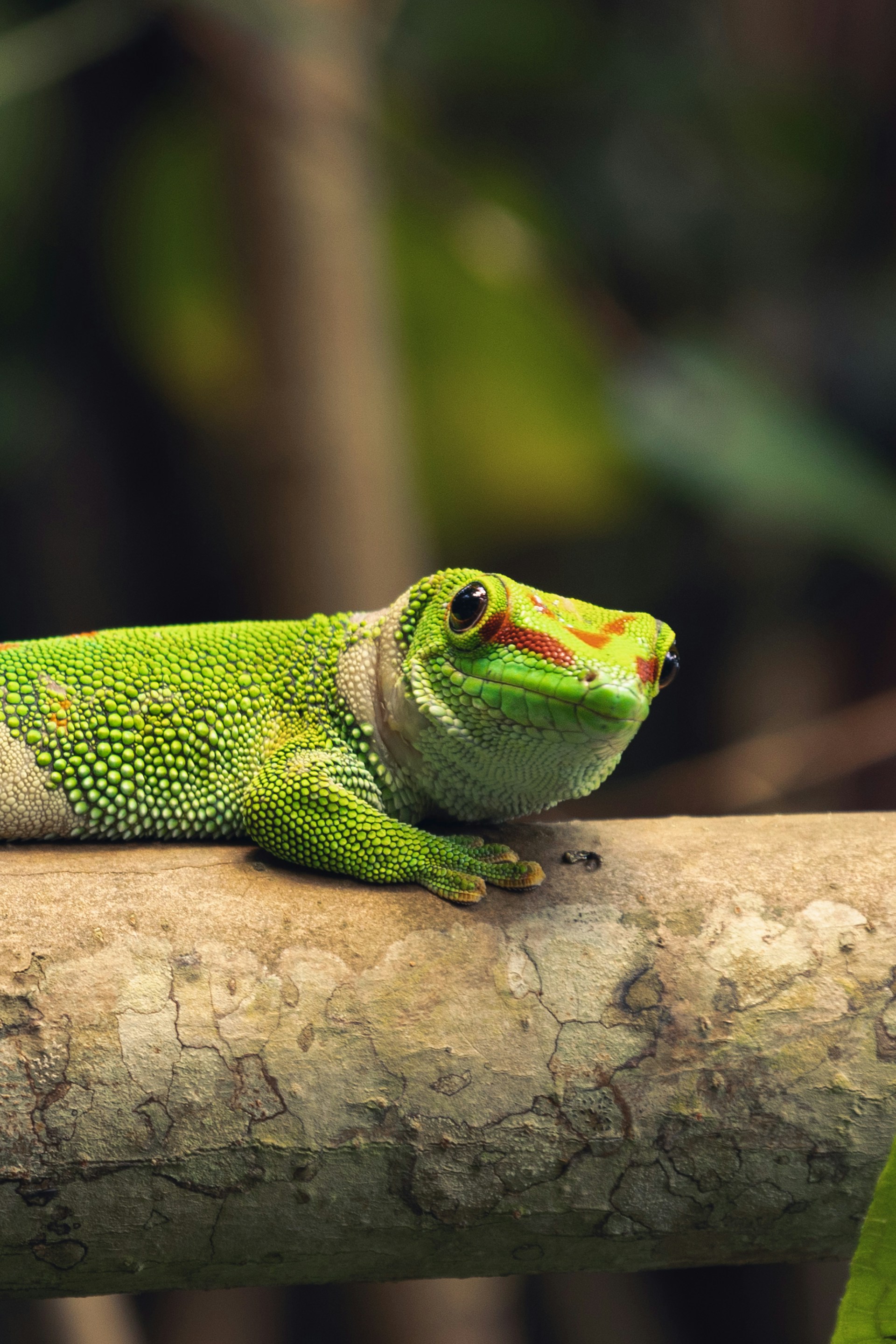 a green lizard sitting on top of a tree branch