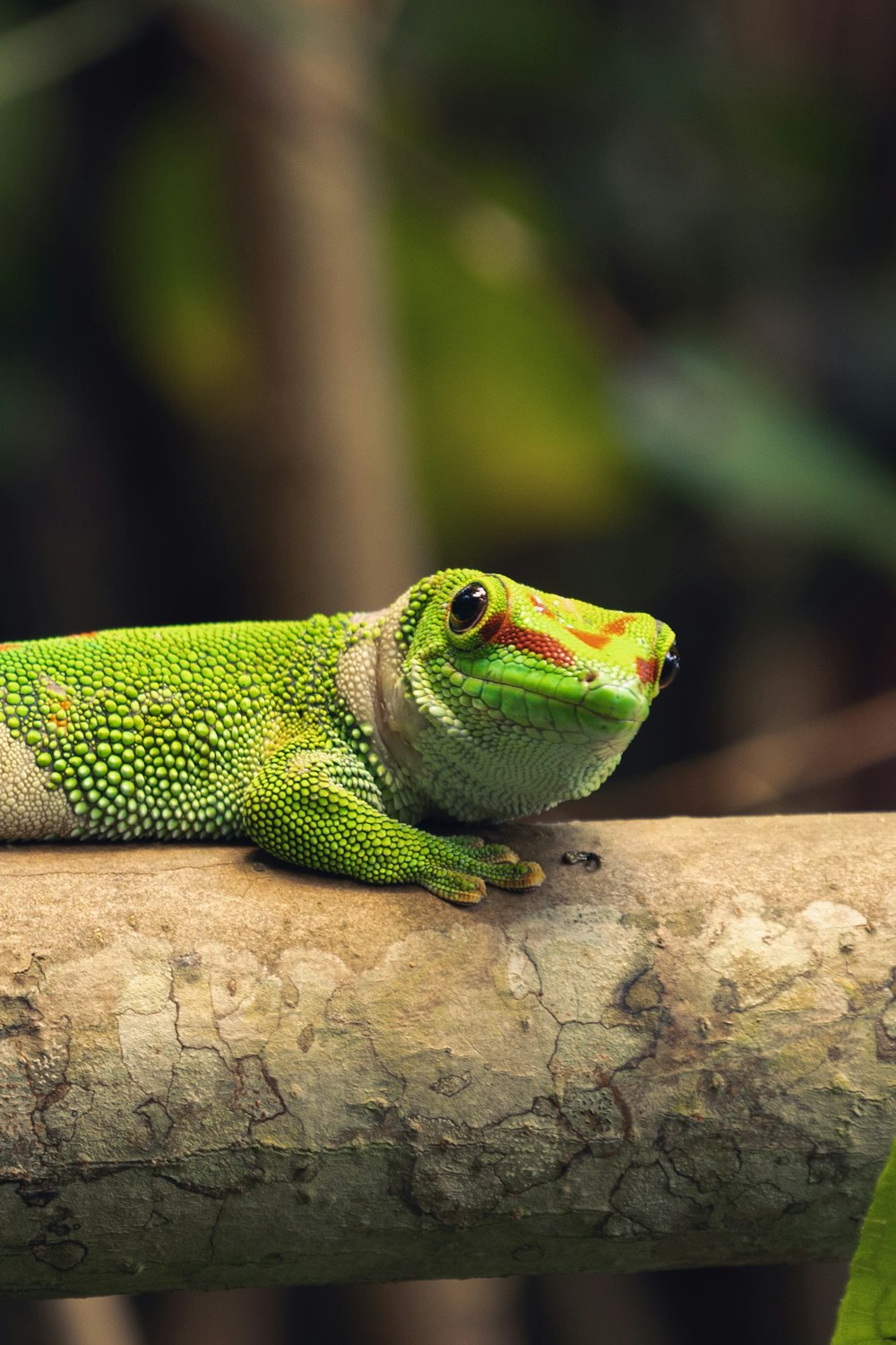 a green lizard sitting on top of a tree branch