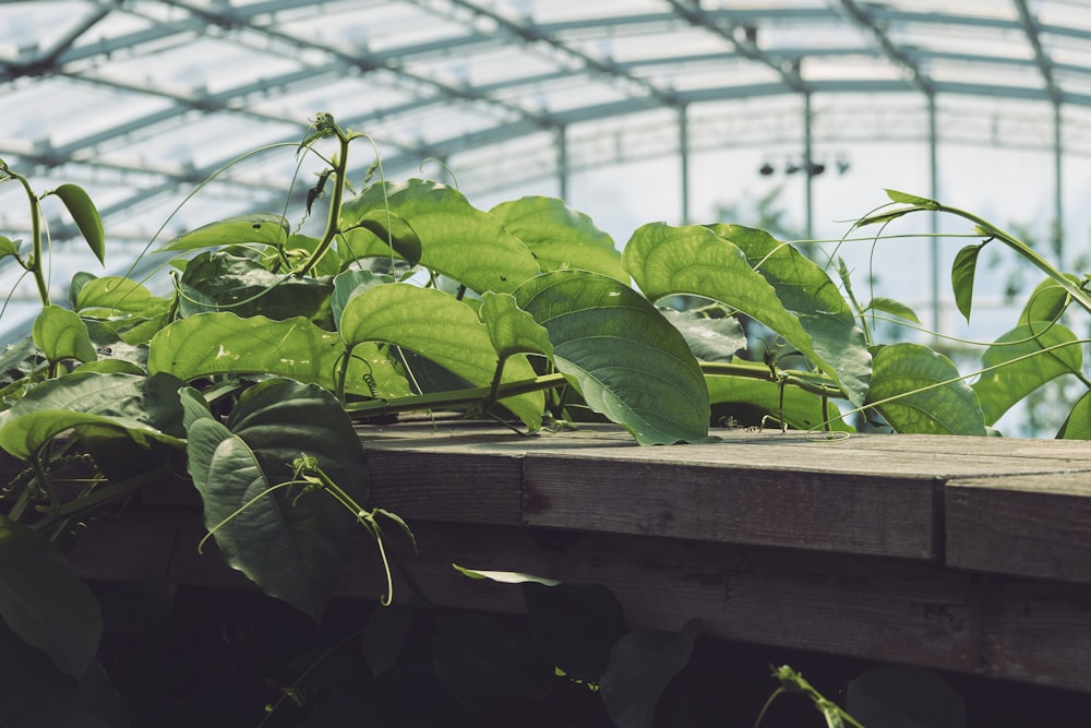 green plants growing on a wooden platform in a greenhouse