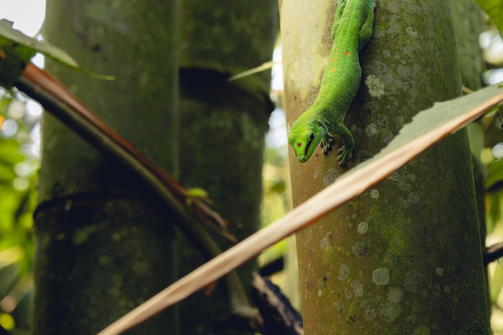 a green lizard is climbing up a tree