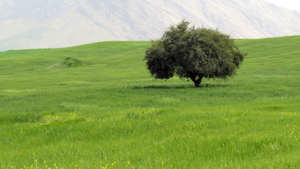 a lone tree in the middle of a green field