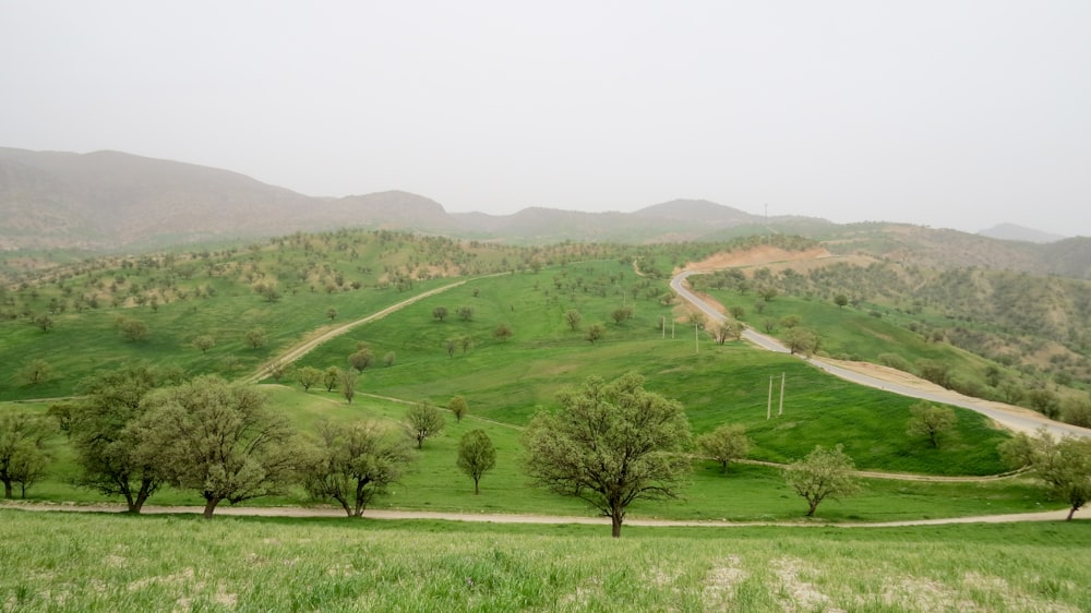 a lush green hillside covered in trees and grass