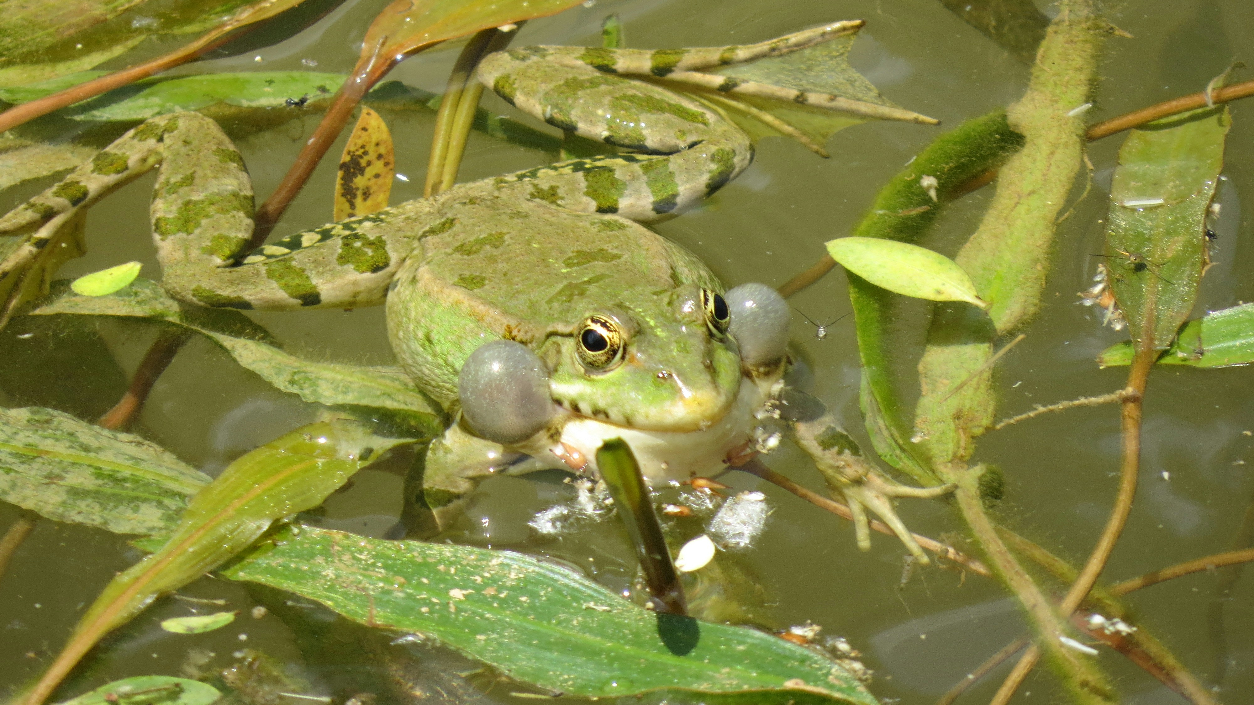 a frog that is sitting in some water