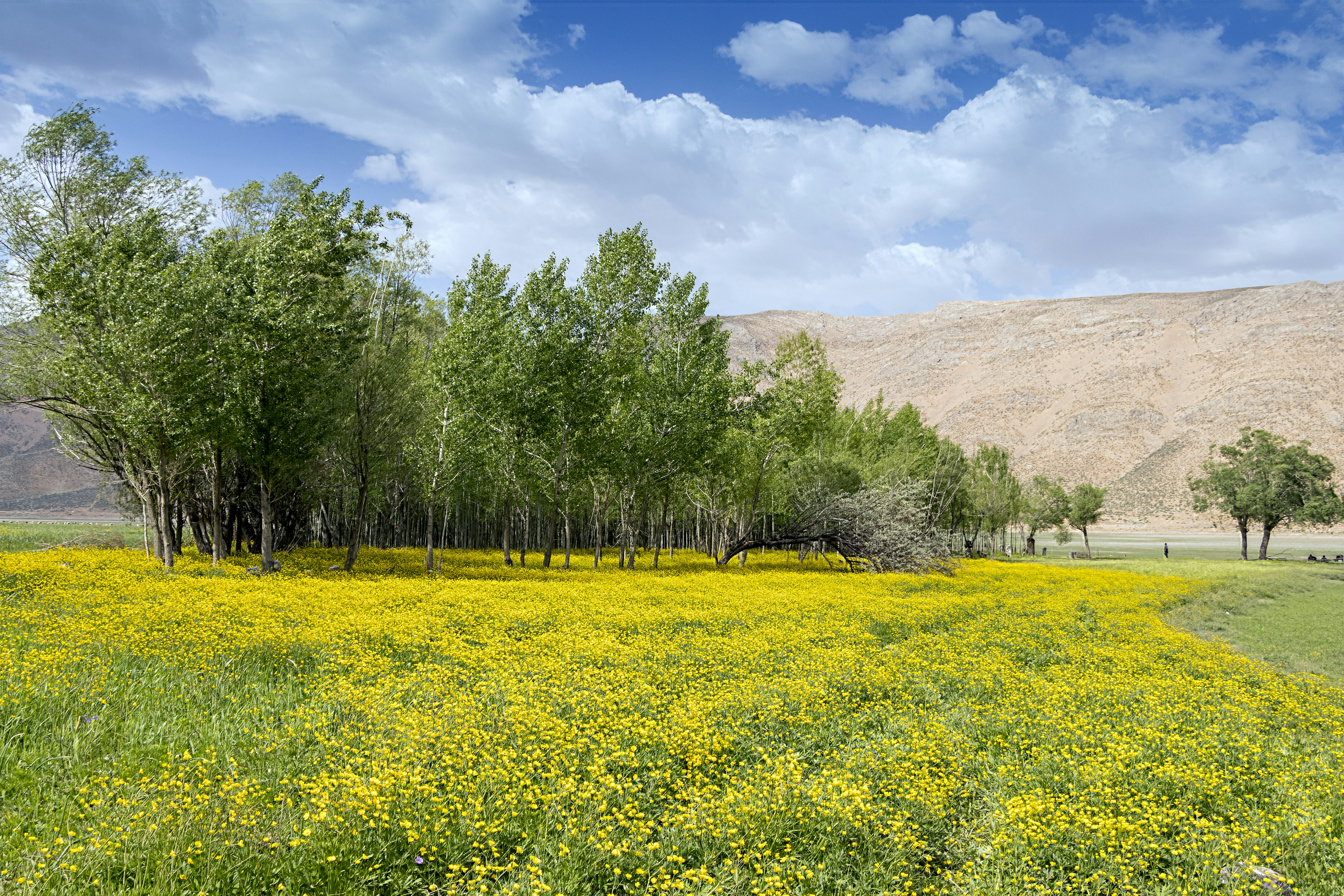 Photo by aliarjmandi