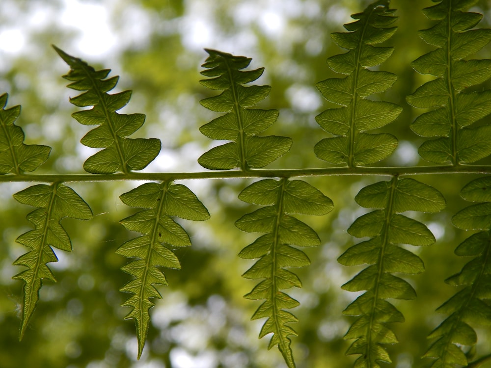 a close up of a green leaf on a branch