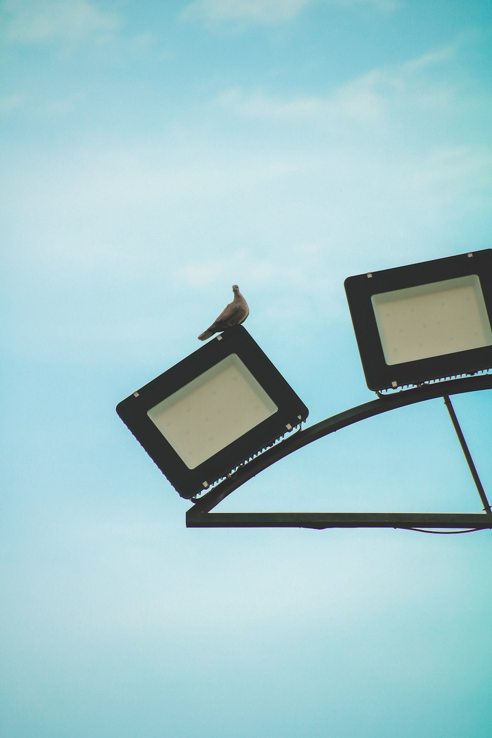 a bird sitting on top of a street light