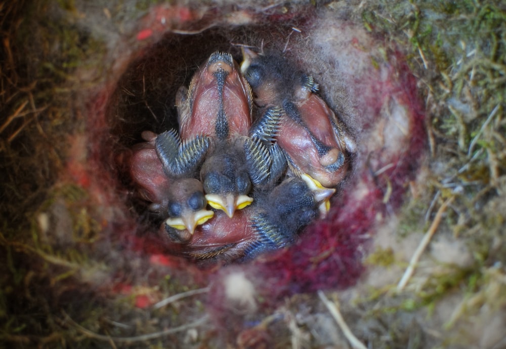 a group of birds sitting inside of a hole in the grass