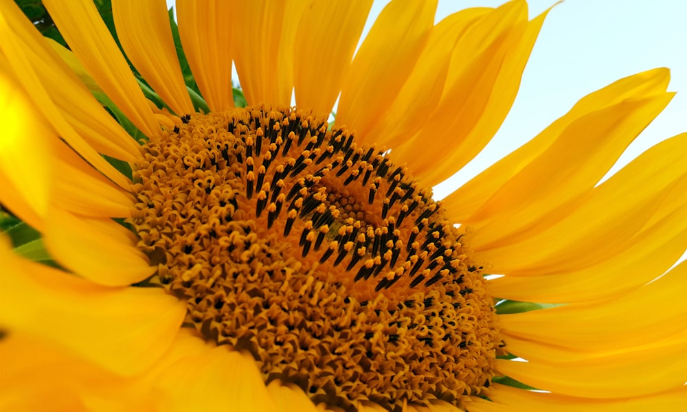 a close up of a sunflower with a sky background