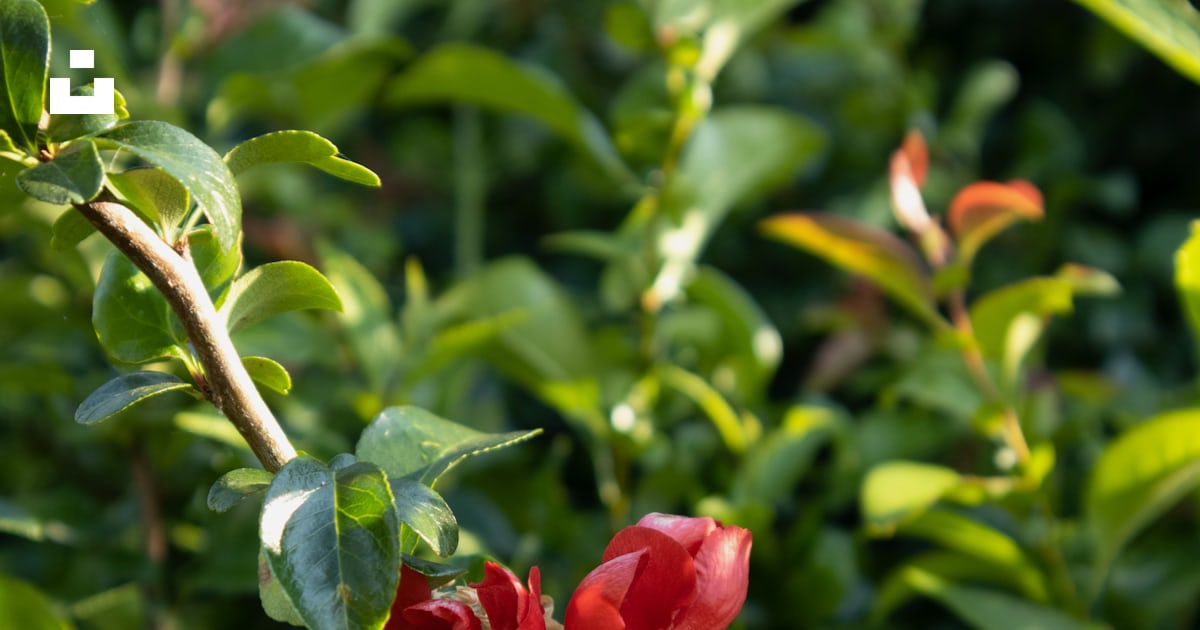 Deux fleurs rouges fleurissent sur un buisson photo – Photo Herbe ...