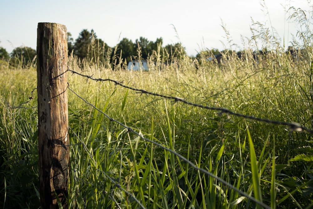 a barbed wire fence in a grassy field