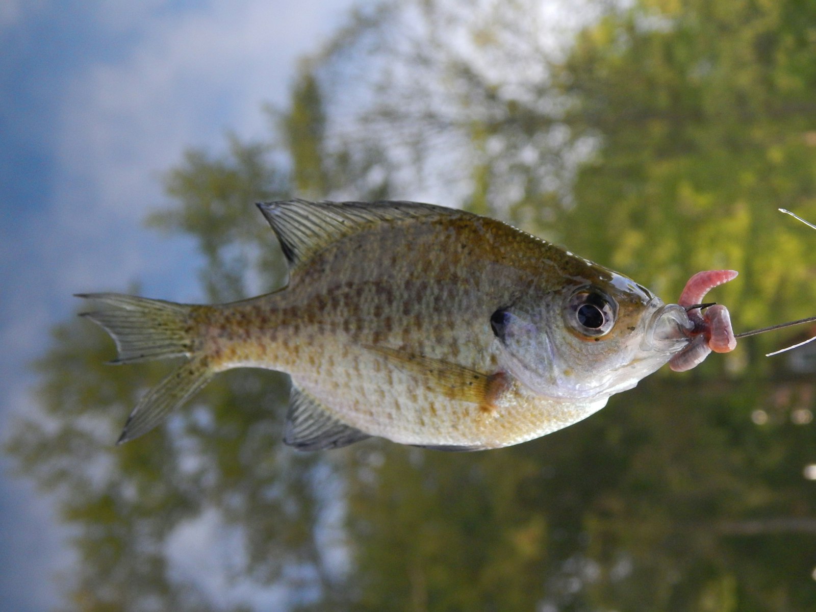 Bluegill caught on a hook