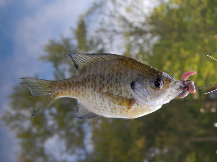 Bluegill caught on a hook