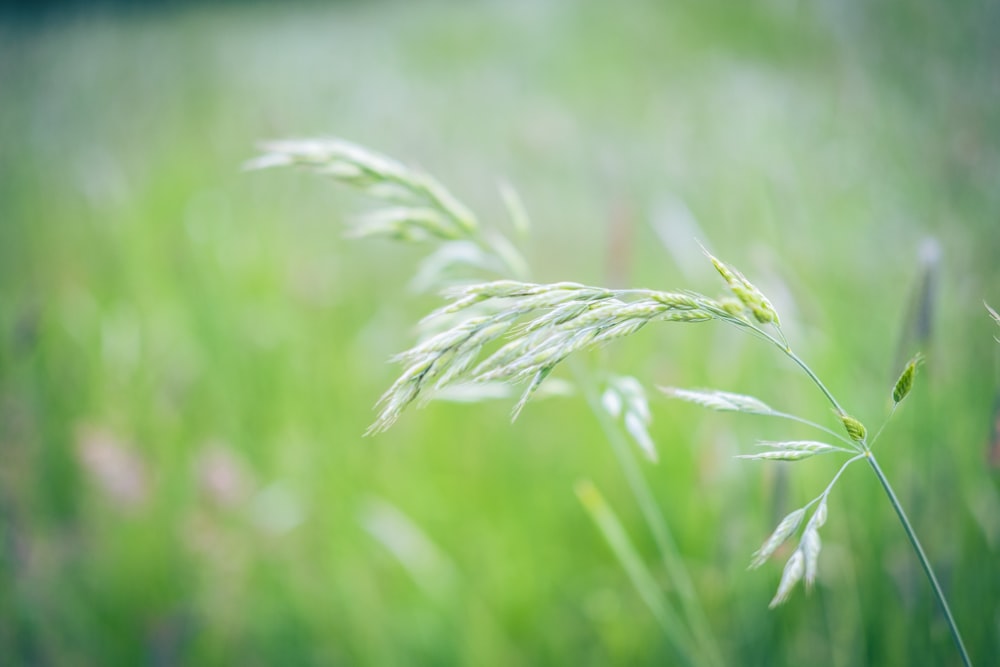 a close up of some grass in a field