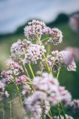a bunch of flowers that are in the grass