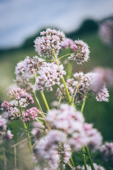 a bunch of flowers that are in the grass