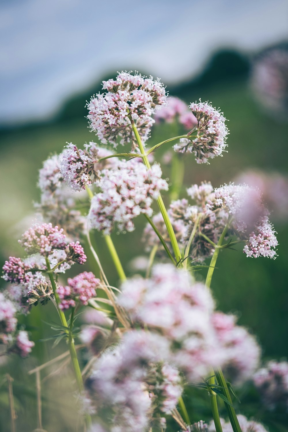 ein Strauß Blumen, die im Gras sind