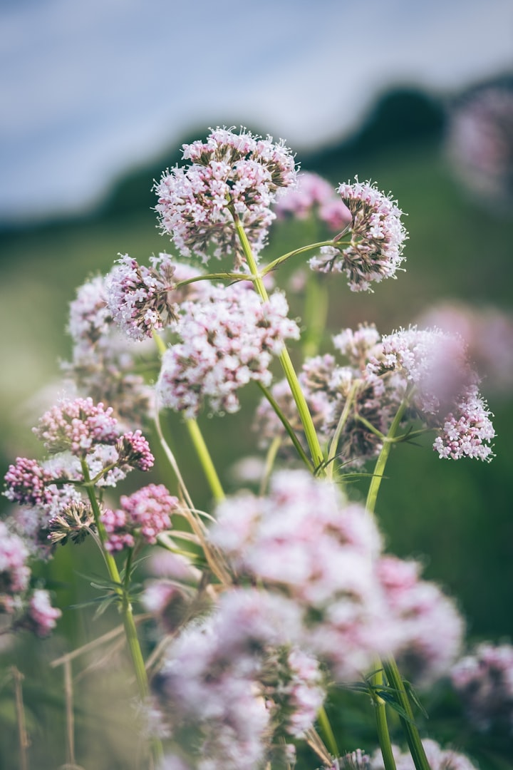 sitka valerian