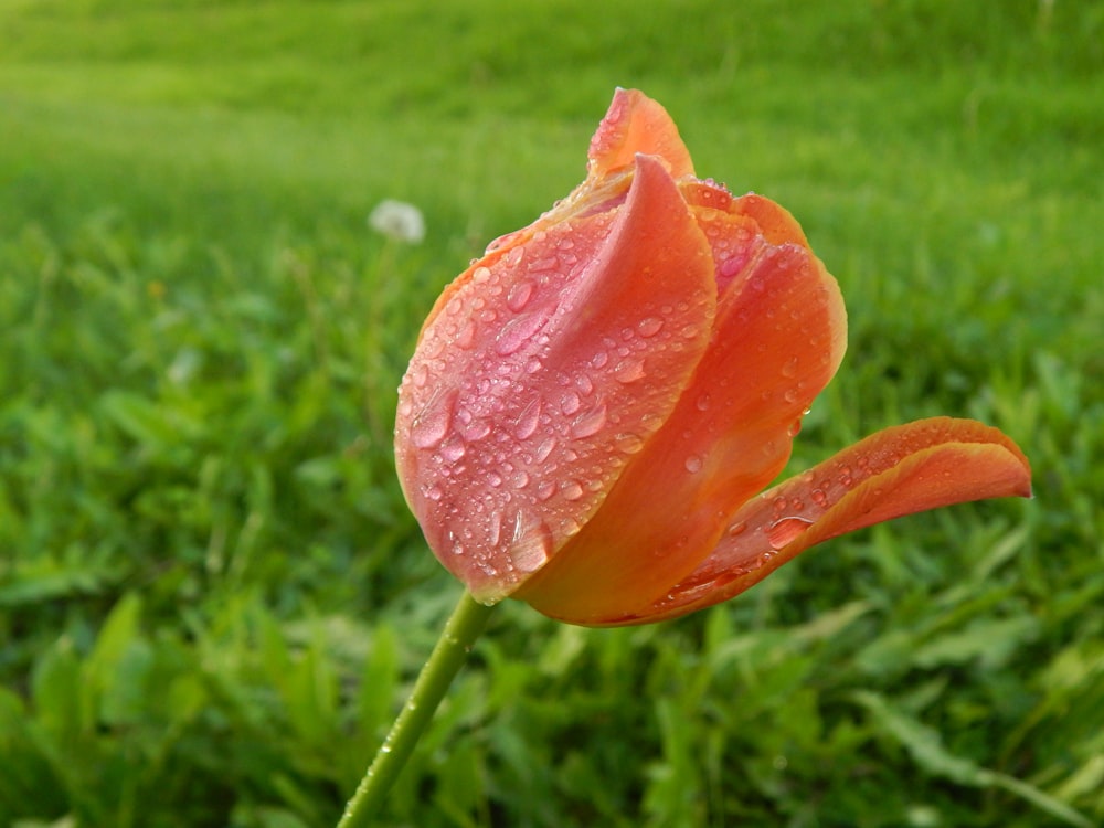 a single orange flower with water droplets on it
