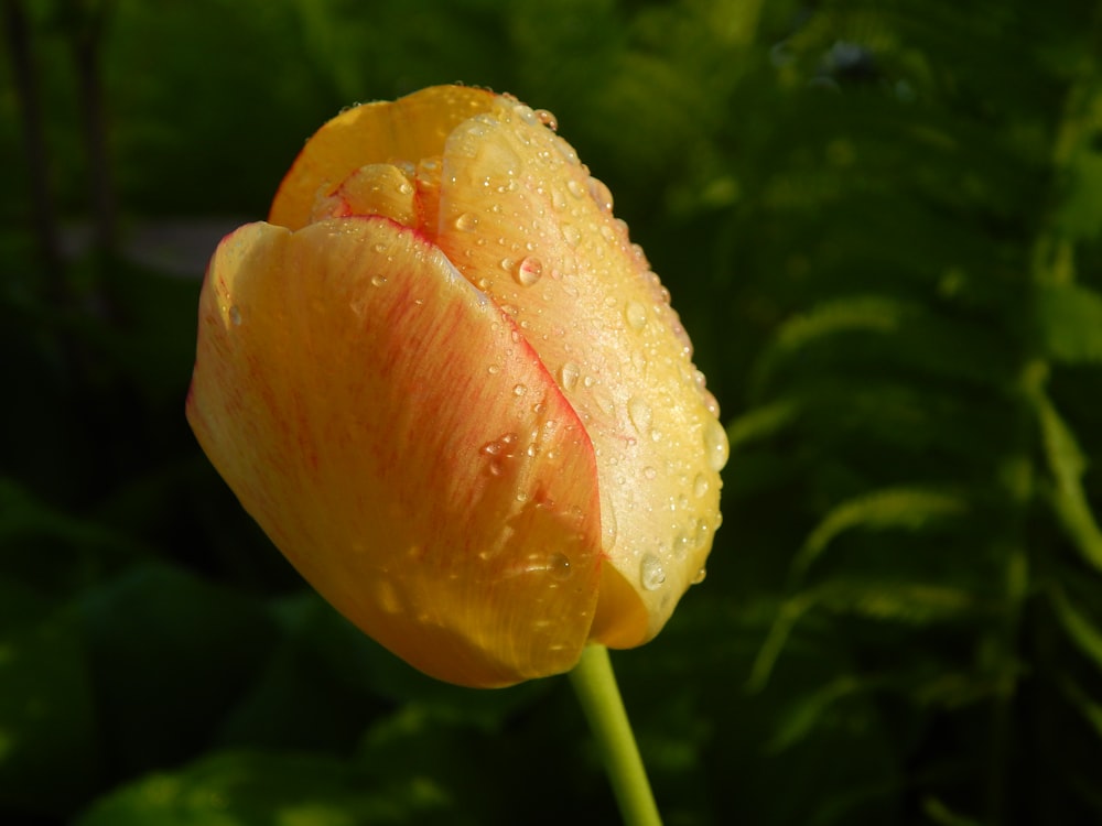 a yellow flower with water droplets on it