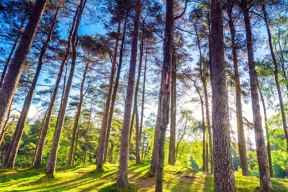 the sun shines through the trees in the forest