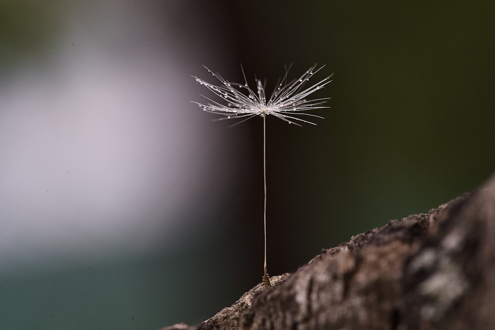 a dandelion sitting on top of a tree branch