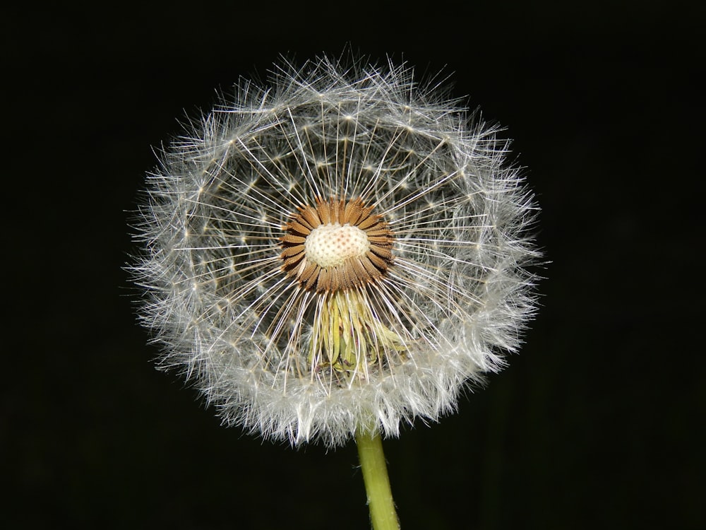 a dandelion flower with a black background